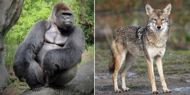 Amazon: 800 lb gorilla or coyote?