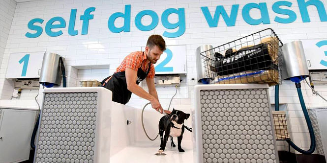Will Petsmart S Luxurious Pet Spa Concept Catch On Retailwire
