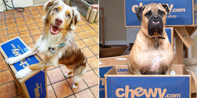 Has Chewy.com proven that online sales are going to the dogs?