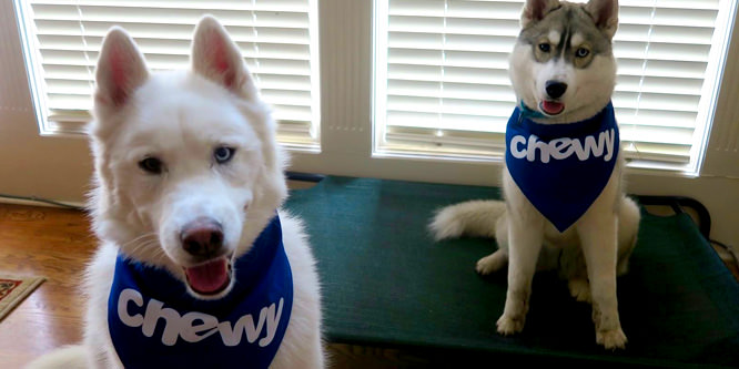 Will Chewy.com help PetSmart gobble up the online pet market?