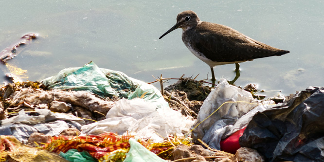 https://retailwire.com/wp-content/uploads/2018/09/bird-on-shore-plastic-bag-waste-666x333.jpg