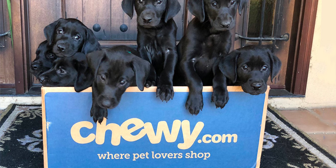 Is PetSmart barking up the right tree with its Chewy.com IPO?