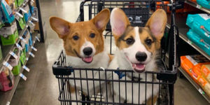 Why is Petco doubling down on same-day delivery with Shipt and Instacart?