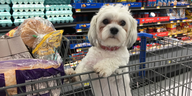 Will Walmart’s new online pet pharmacy and vet clinics draw more pet parents?