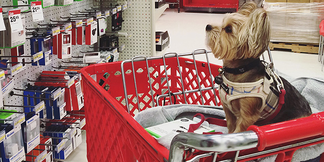 Should dogs be allowed in stores?