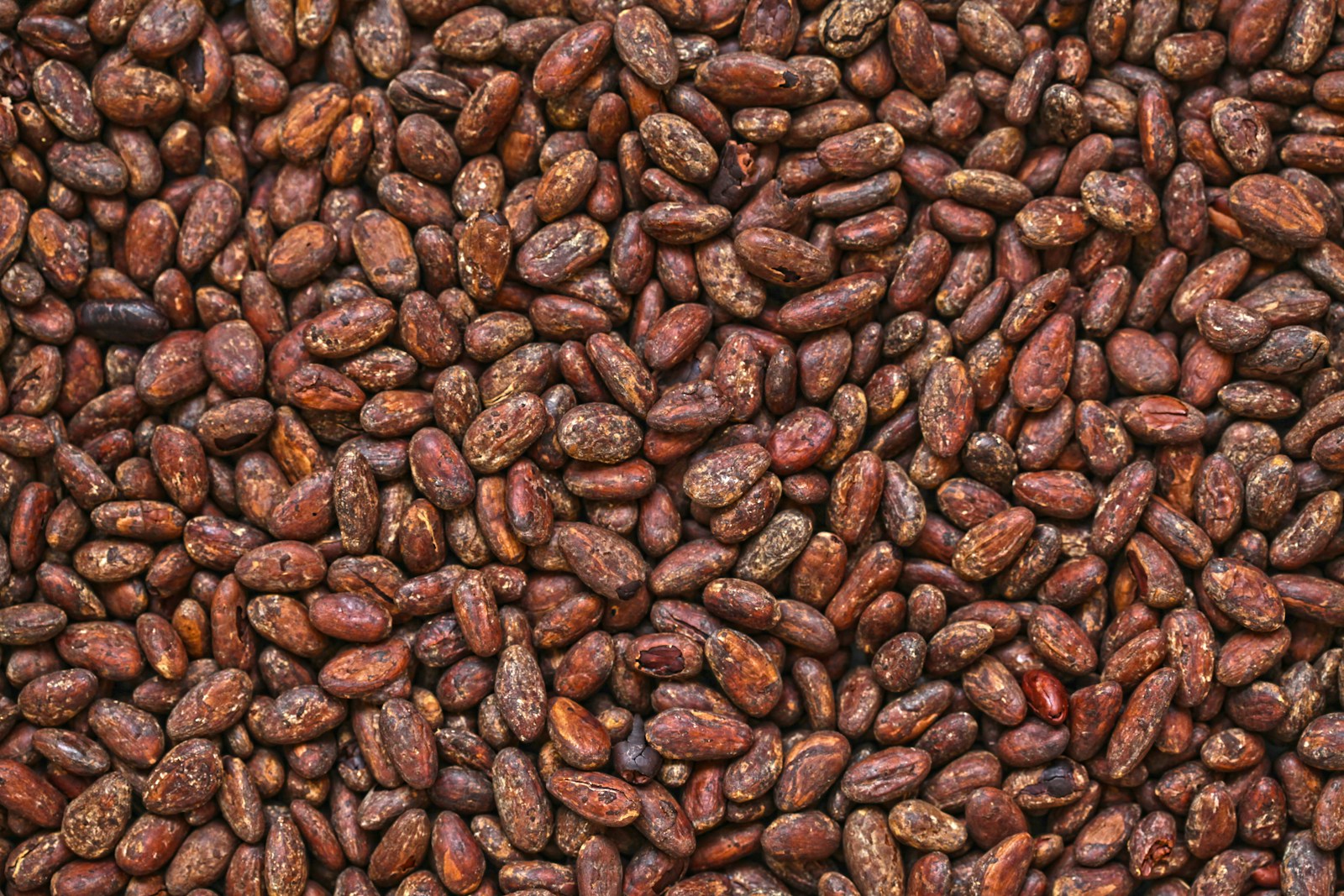 brown stone lot cocoa shortage proxy