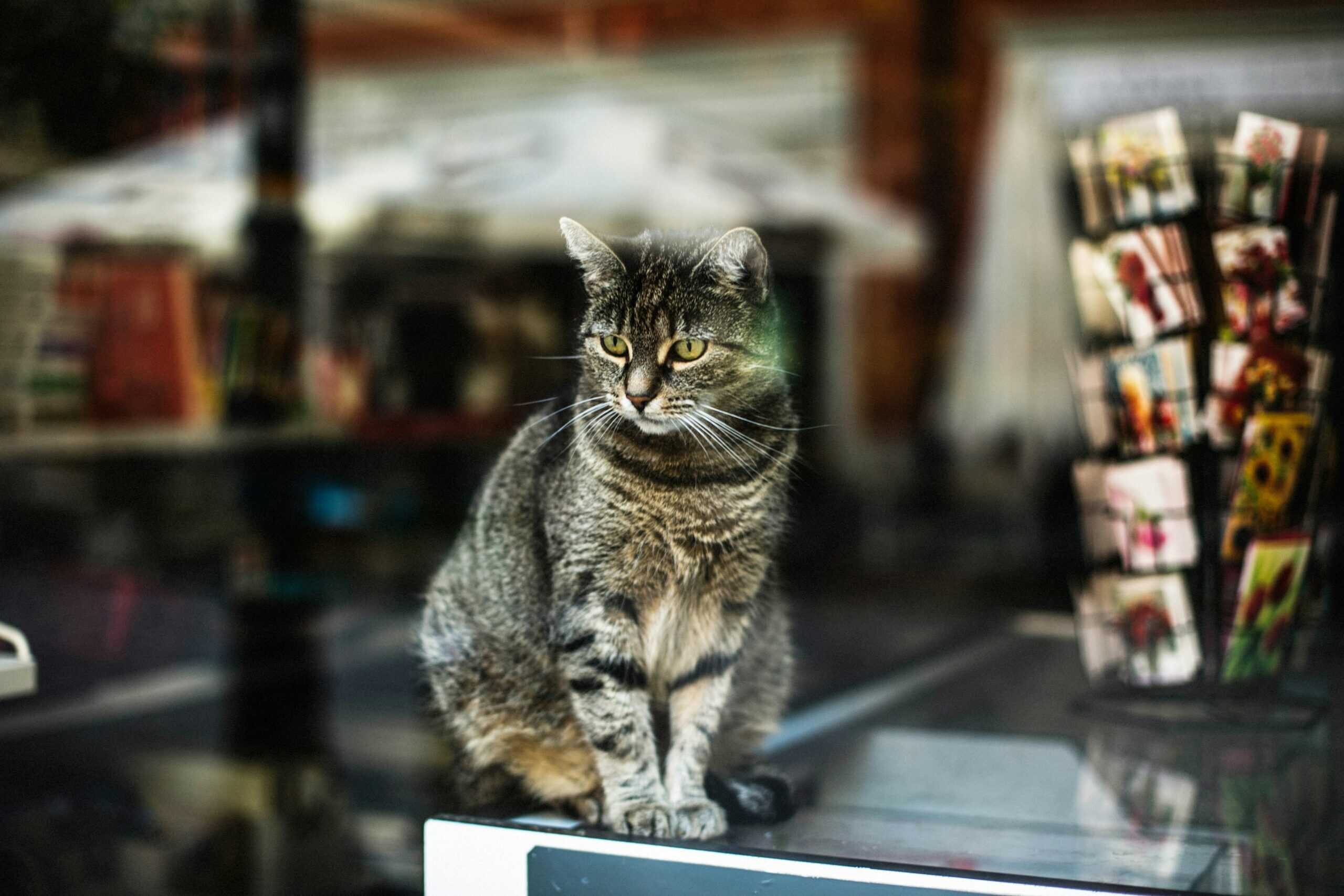 Bodega Cats
