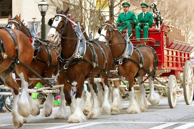 Budweiser Clydesdales Commercial Ahead for the Super Bowl
