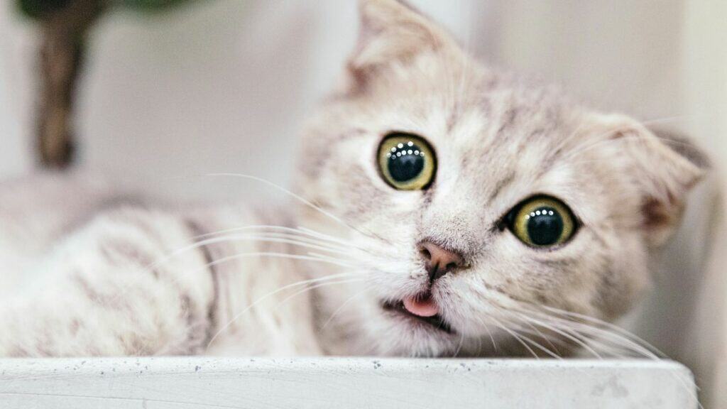 Cat Food Recall: Another Popular Brand Recalled for Bird Flu Contamination