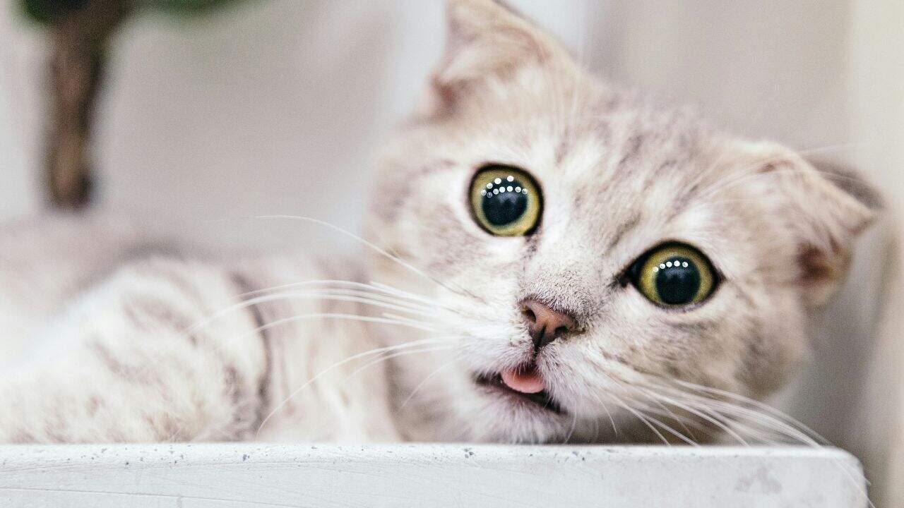 Cat Food Recall Another Popular Brand Recalled For Bird Flu Contamination