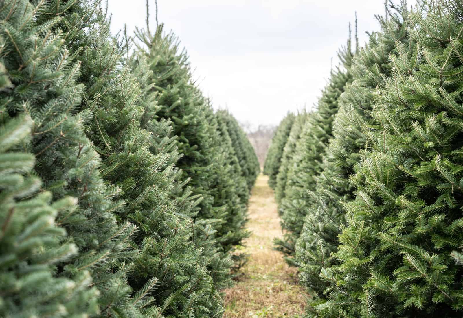 Real vs. Artificial Christmas Tree: Which Is Better?