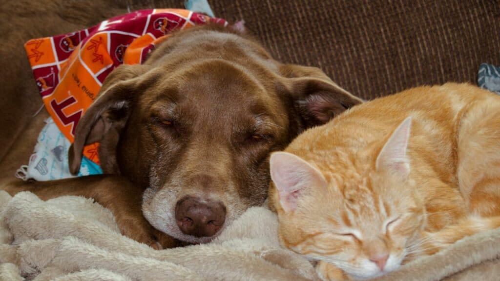 Dog & Cat Food Recall: What We Know