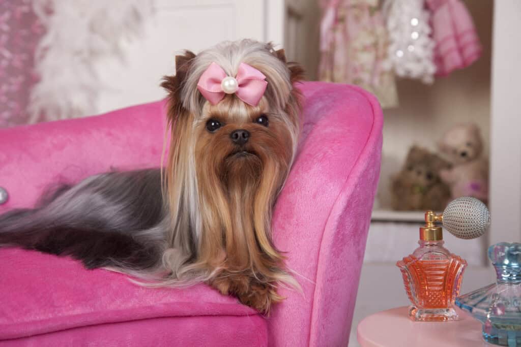 Glamorous Yorkshire Terrier Lying on a Pink Lounge Chair in Dressing Room