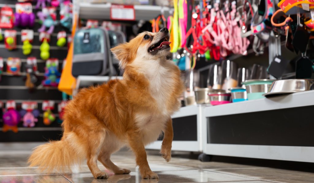 Dog in a pet store