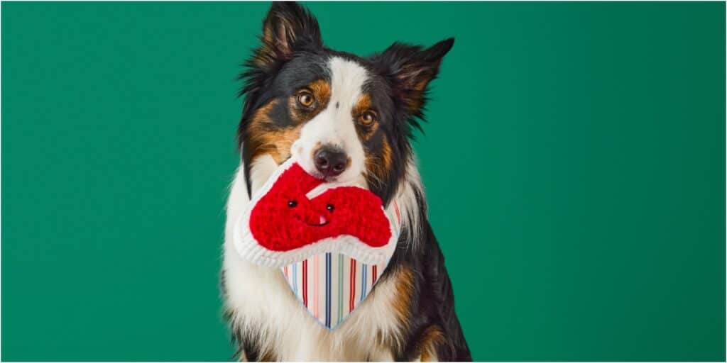 Target’s Beloved Pet Brand Boots & Barkley Gets Tail-Wagging Relaunch