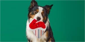 Target Boots & Barkley brand pet items relaunch