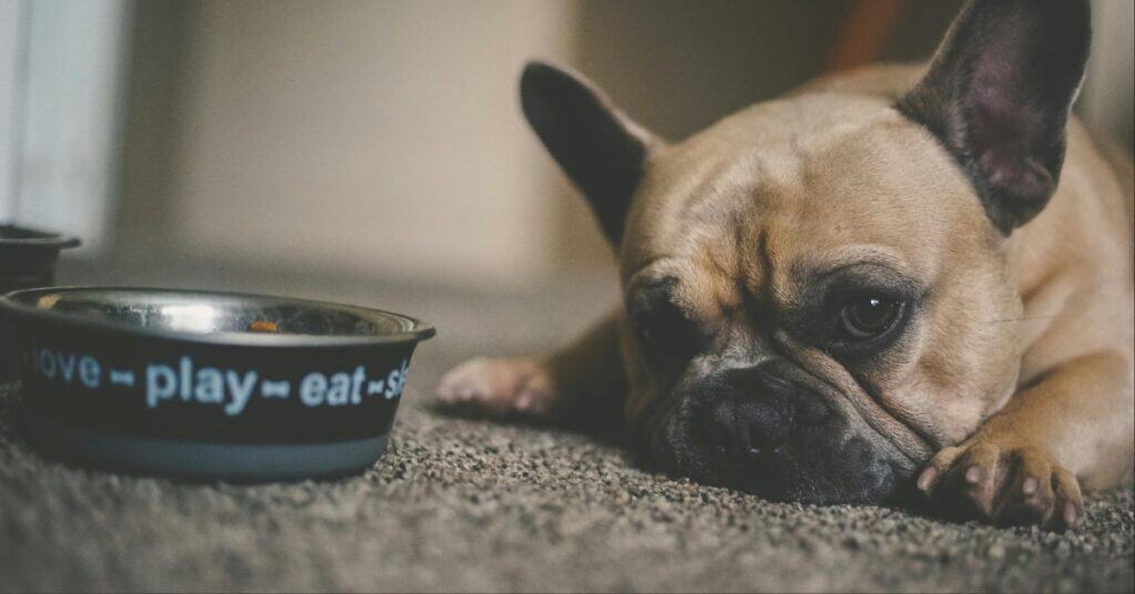 Pedigree Dog Food Recall Over Pieces of Loose Metal