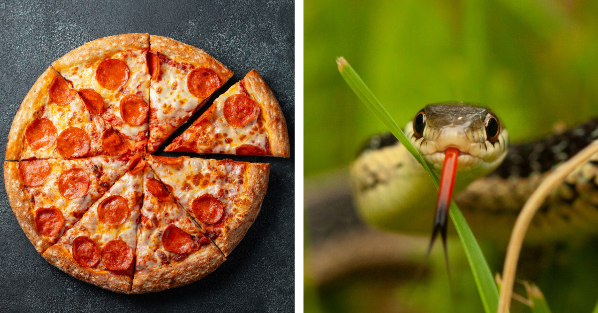 Pizza on the left, snake on the right