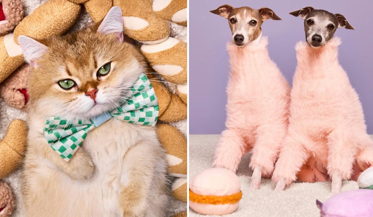 Target Cuddle Collab pets