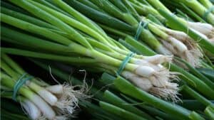 Trader Joe's Hit By Contamination Fears as FDA Issues Recall For Salmonella-Infected Green Onions