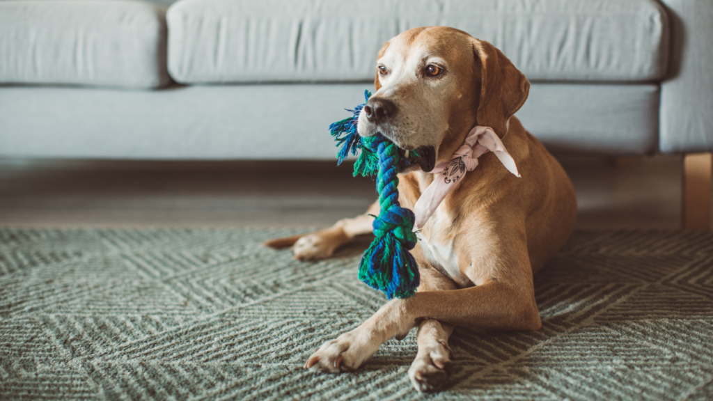 LG Created a Two-Legged AI-Powered Robot That Can Watch Your Pets