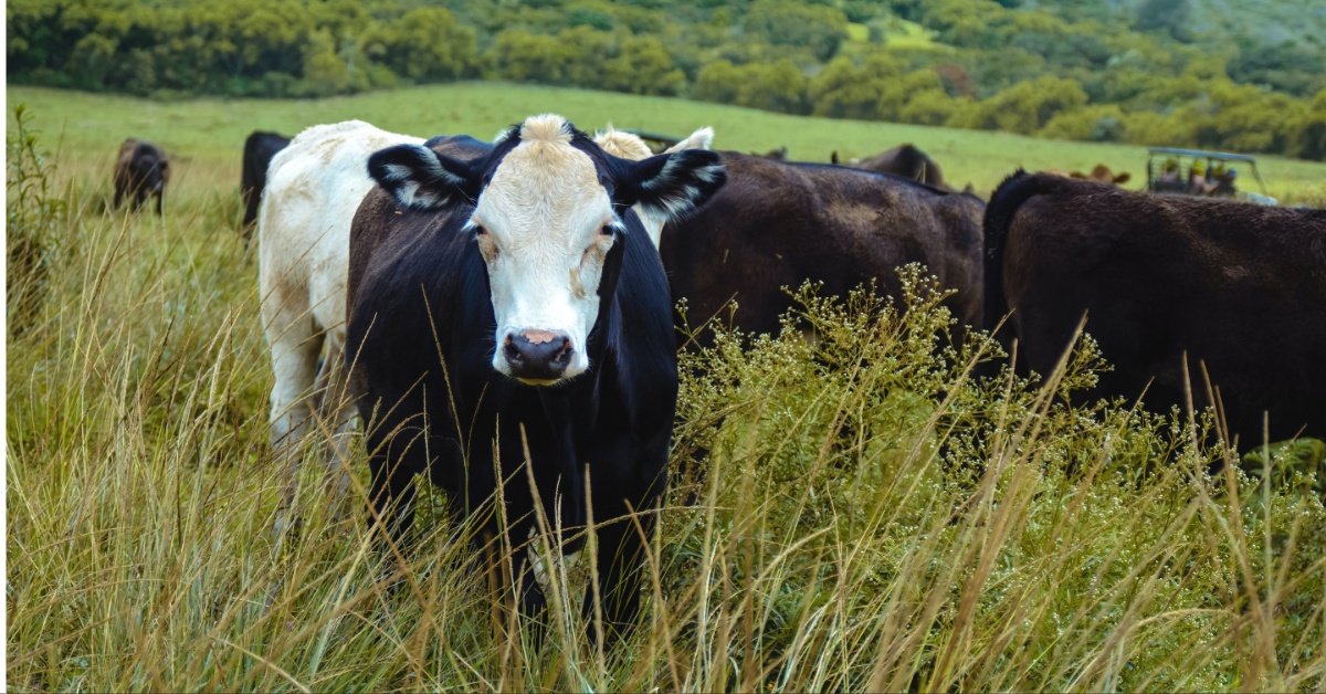 Cows in a field in Hawaii