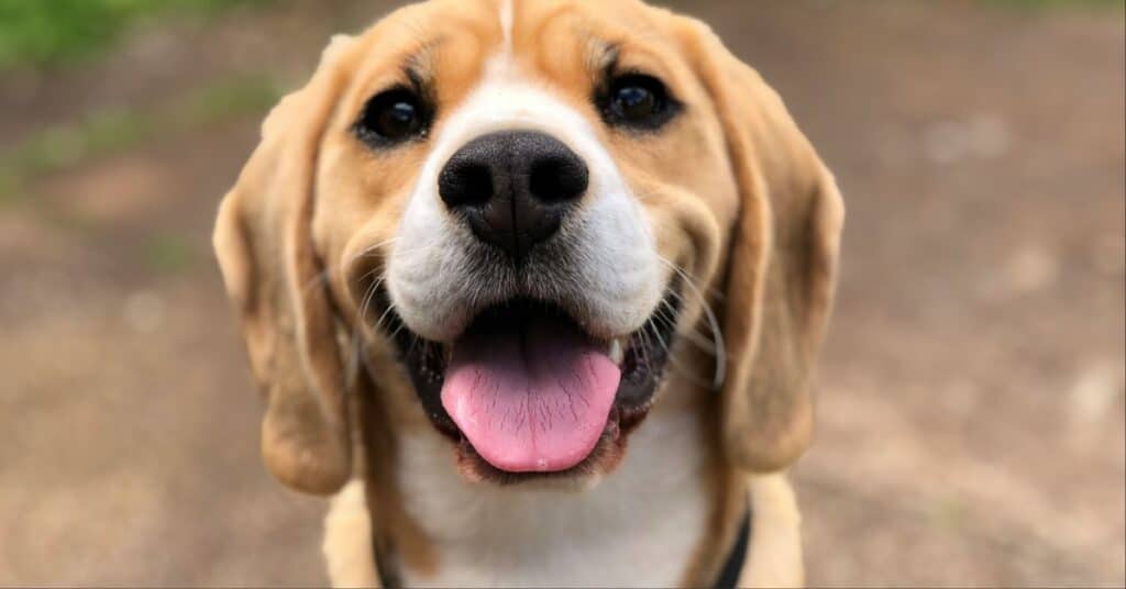 BARK Air Debuts the Ultimate Travel Experience for Dogs and Their Owners