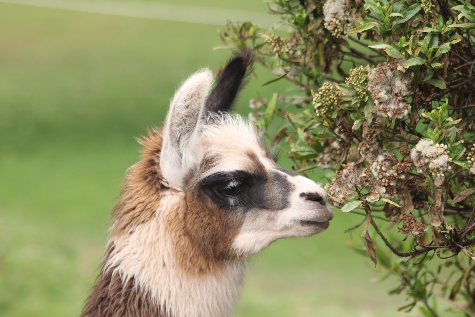 white and brown animal near green leaf plant during daytime llama charlotte international airport proxy