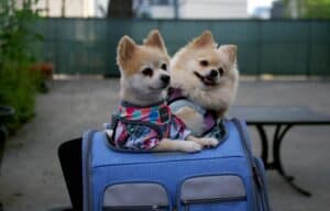 two small dogs in pet carrier, Amazon