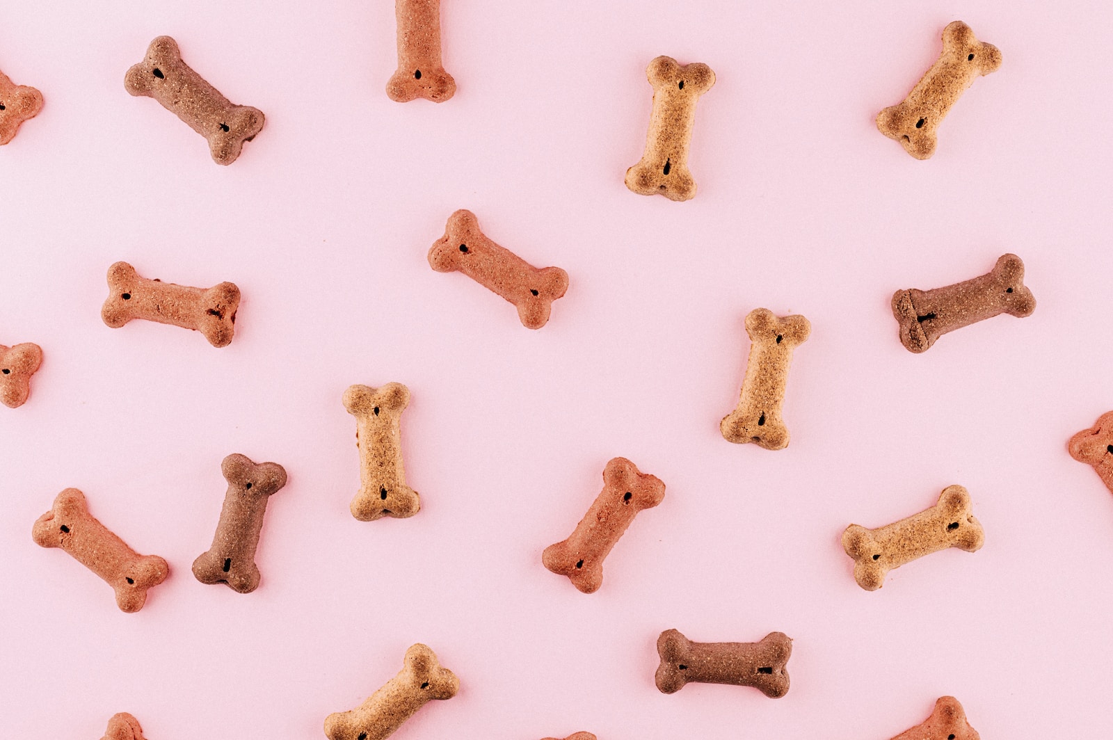 multicolored dog bone toys pet food