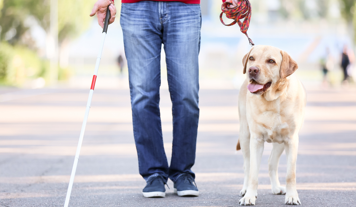 Blind man walking with service dog